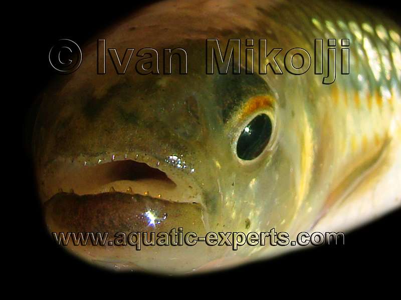 PECES DE VENEZUELA